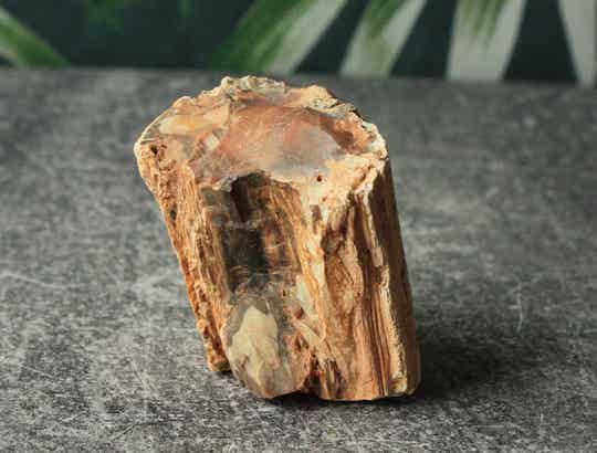 Versteend hout ruw 02
