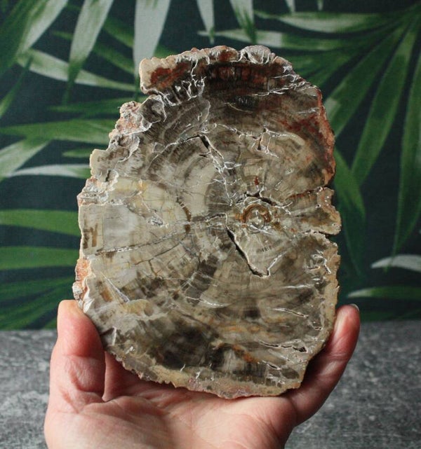 Versteendhout schijf 03