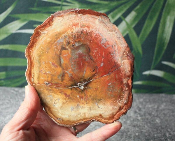 Versteendhout schijf 04