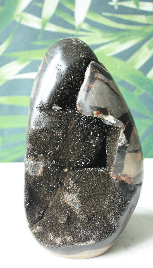 Septarie wild cutbase 01