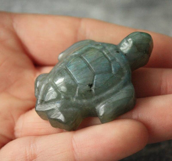 Labradoriet schildpad 03