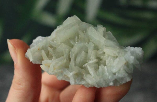 Blauw bariet cluster 01