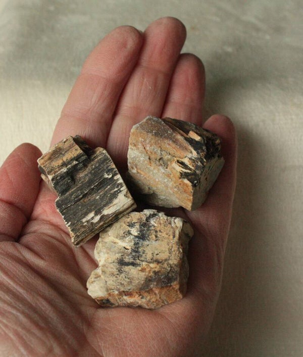 Versteend hout ruw stukje