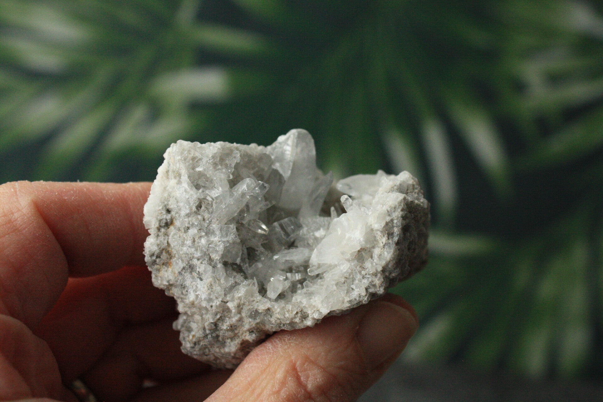 Celestien cluster 11