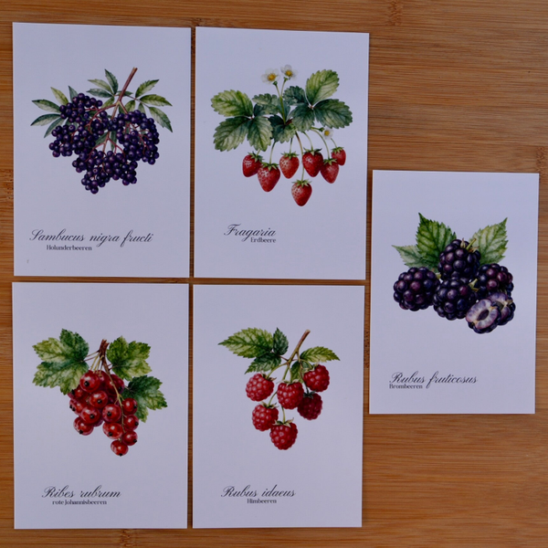 Postkarten 5er Set Botanik