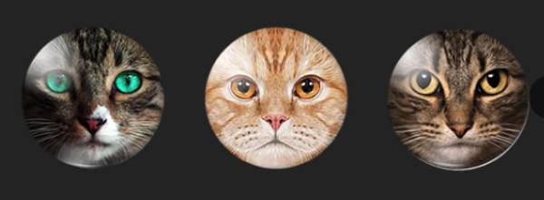 Kaarthouder High5Wood poezen