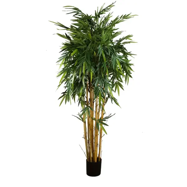 Bamboo Tree 2.2m