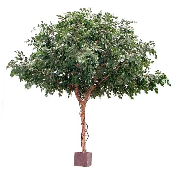 Ficus Tree 3mtr High
