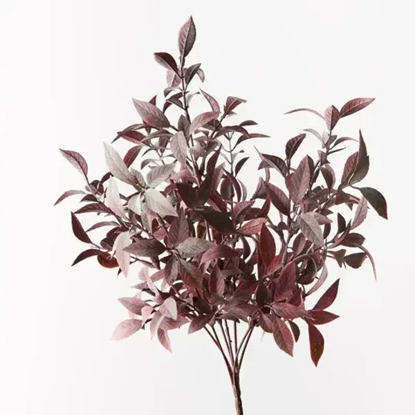 Rucus Bush fi lots of 12 @ $9.95each