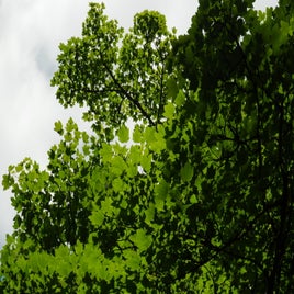 35cfb2ba-20fb-4e64-97fd-55c07e4d9b3f-11269-00000513700806e4-standard.jpg