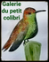 GALERIE DU PETIT COLIBRI