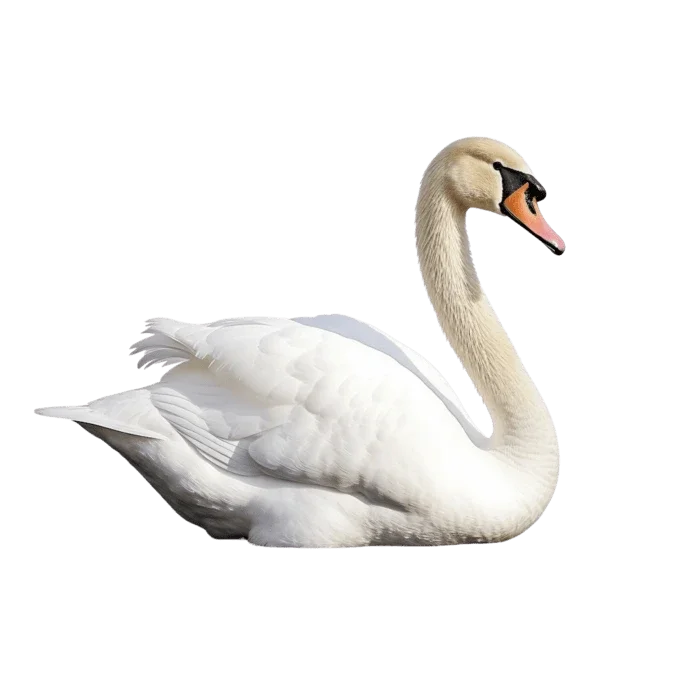 Zwemmende zwaan