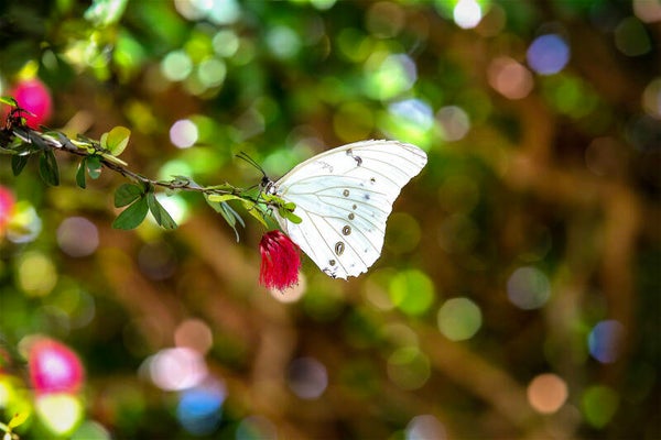 Butterfly Illusion