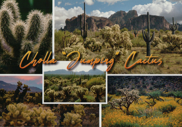 Postcard #104 Pack of 50