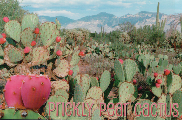 Postcard #0105 Pack of 50