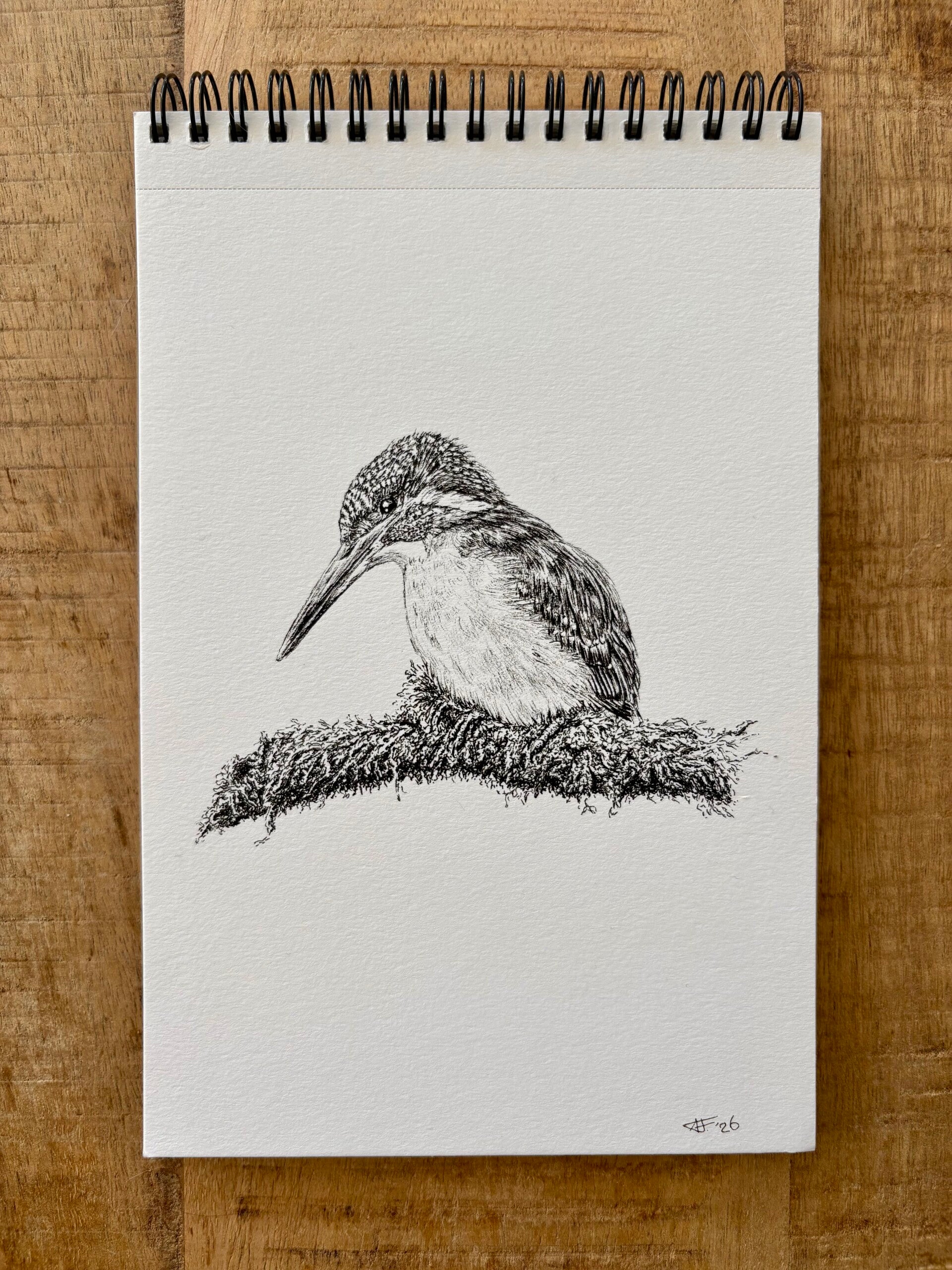 Pentekening van een ijsvogel op tak begroeid met mos..