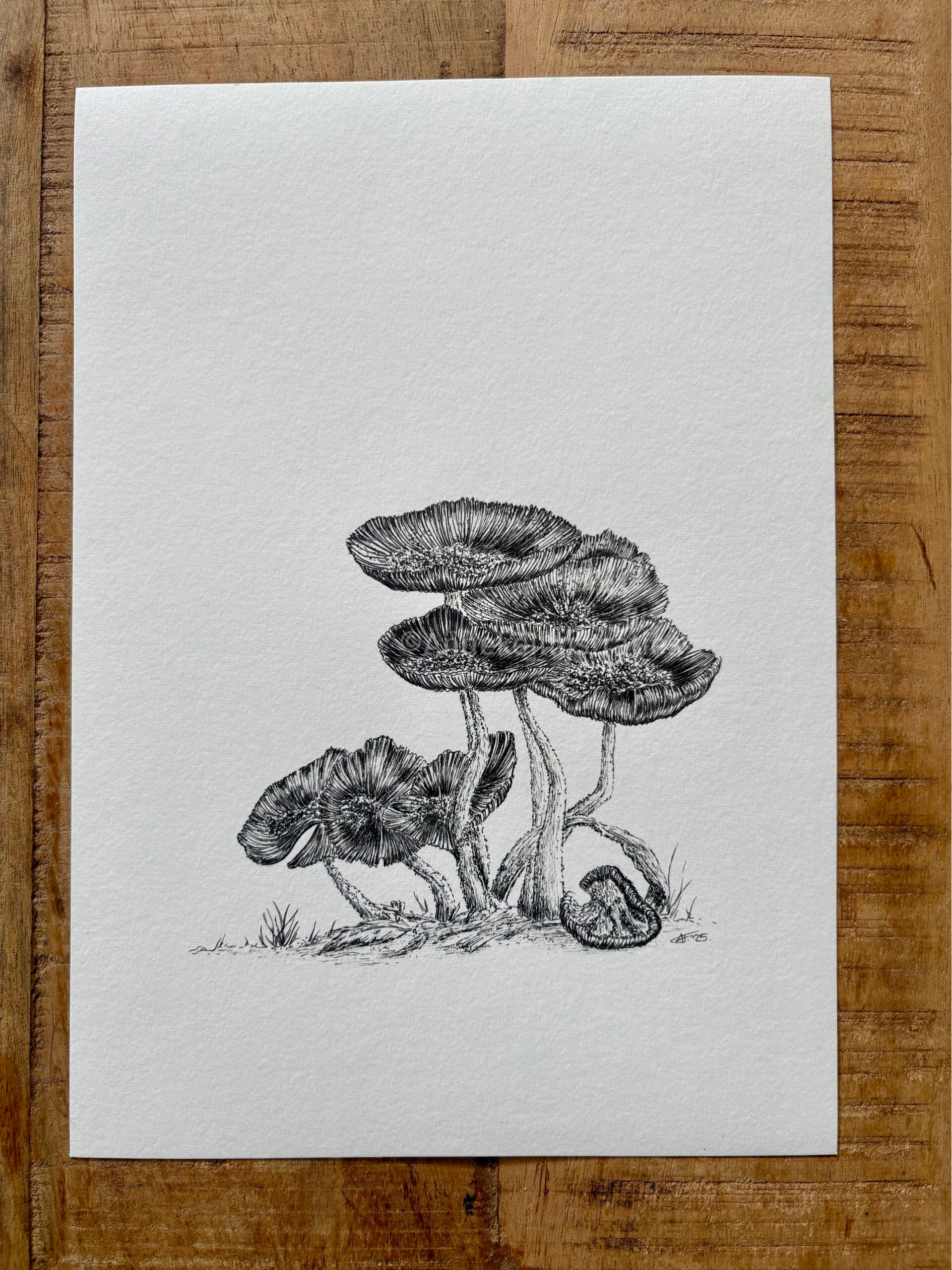 Een zwarte pentekening op A4 formaat papier van paddenstoelen in verschillende stadia.