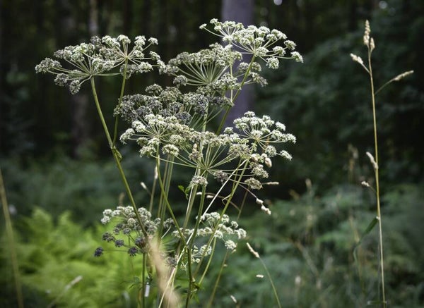 Wald-Engelwurz - Angelica sylvestris
