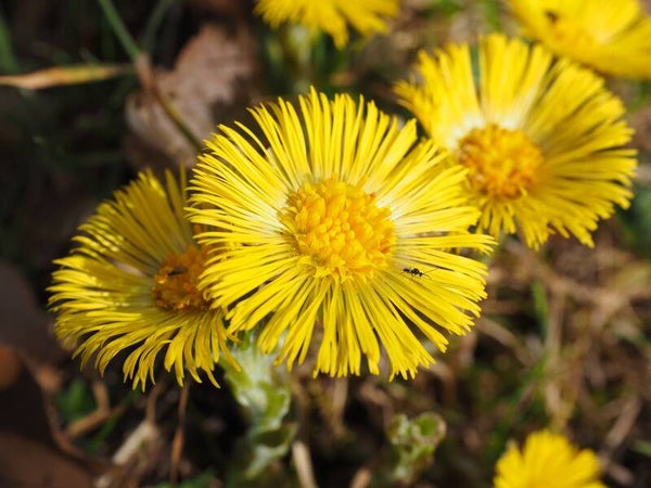 Huflattich - Tussilago farfara
