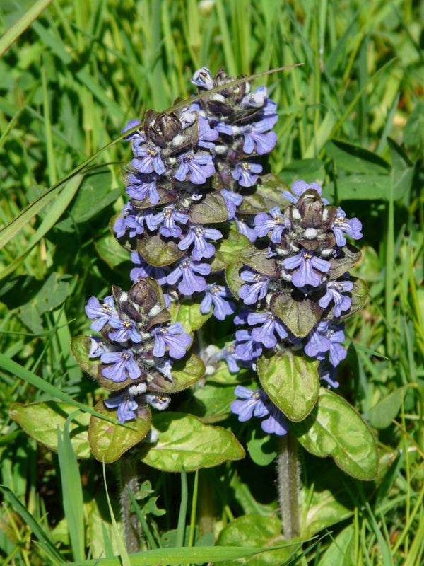Kriechender Günsel - Ajuga reptans