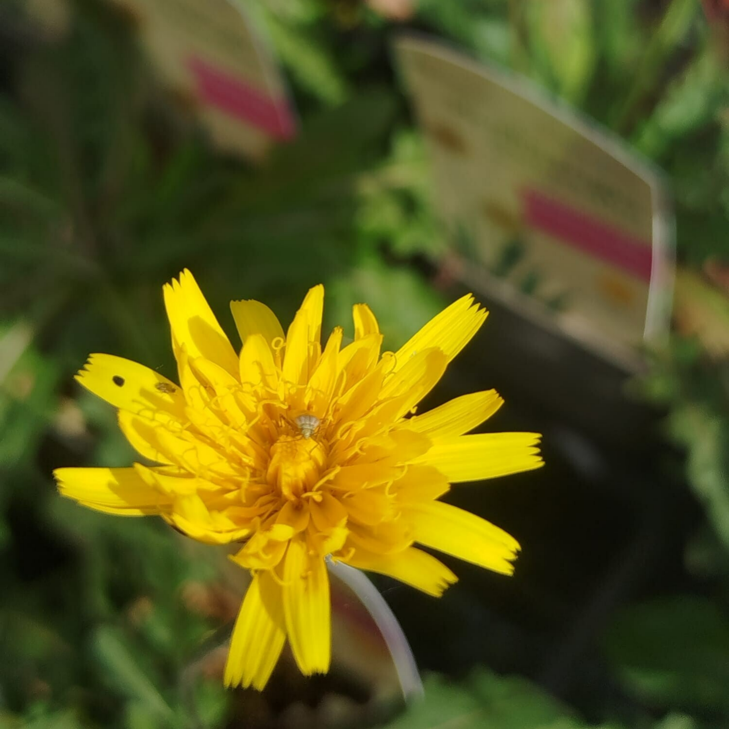 Steifhaariger Löwenzahn - Leontodon hispidus