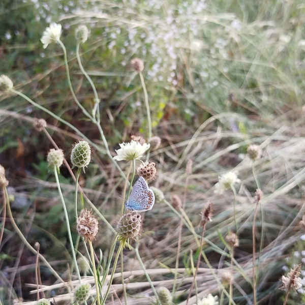 Gelbe Skabiose - Scabiosa ochroleuca