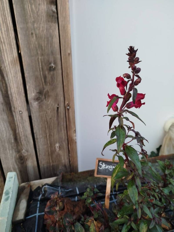 Anthirrinum majus - Wildes Löwenmäulchen