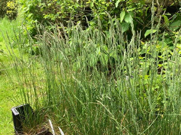 Echter Schaf-Schwingel - Festuca ovina