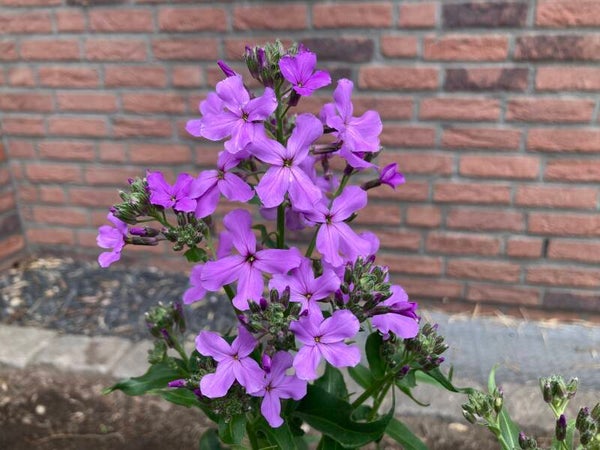 Gewöhnliche Nachtviole - Hesperis matronalis
