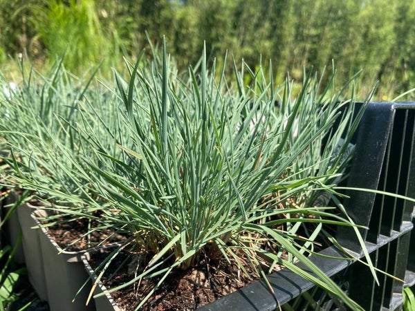 Blaugrünes Schillergras - Koeleria glauca