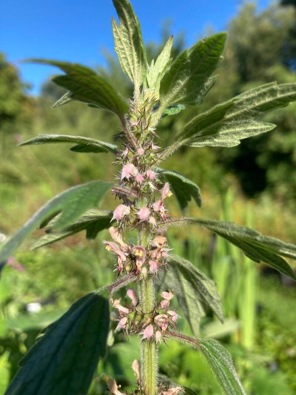 Echtes Herzgespann - Leonurus cardiaca