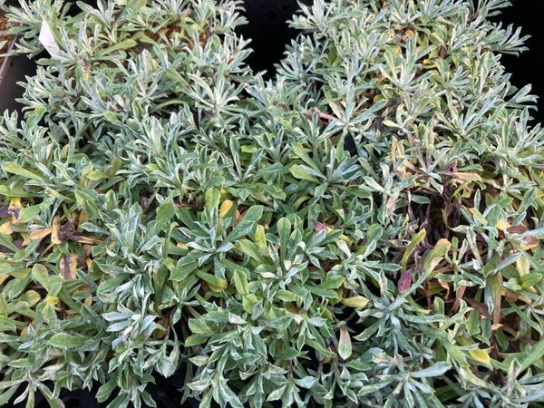 Gewöhnliches Katzenpfötchen - Antennaria dioica