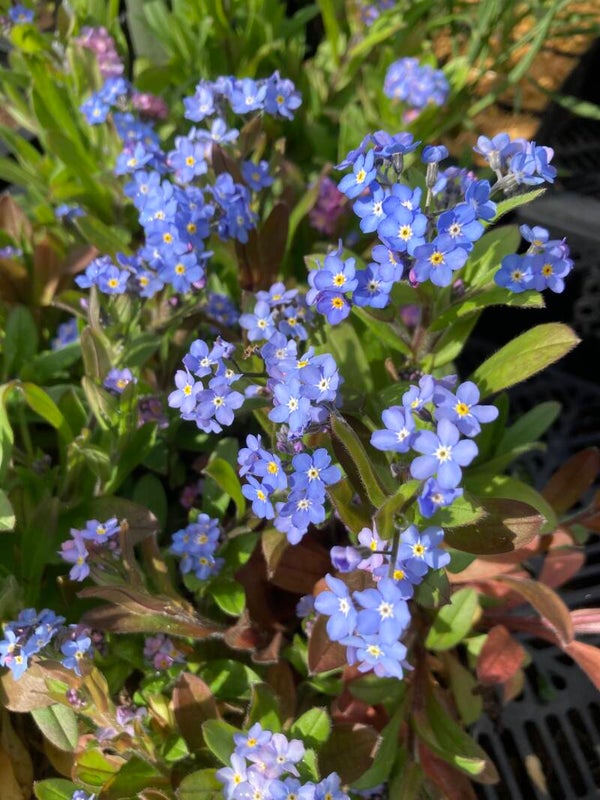 Wald-Vergissmeinnicht - Myosotis sylvatica