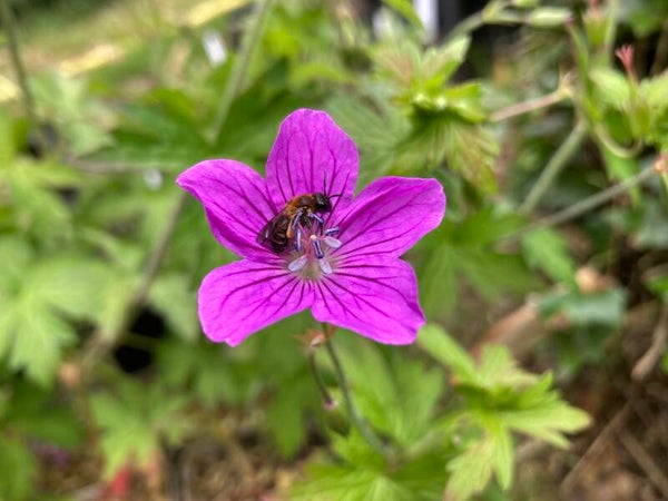 Sumpf-Storchschnabel - Geranium palustre