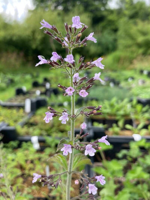 Wald-Bergminze - Calamintha sylvatica