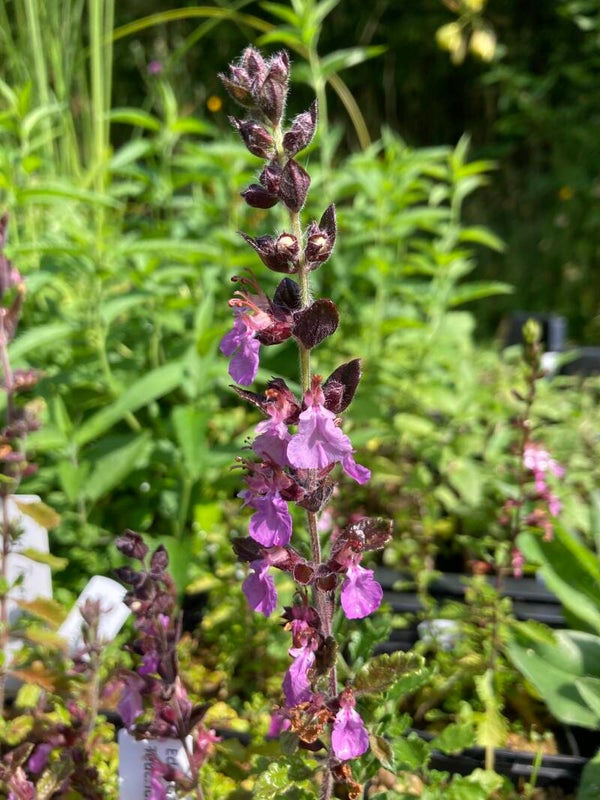 Edel-Gamander - Teucrium chamaedrys