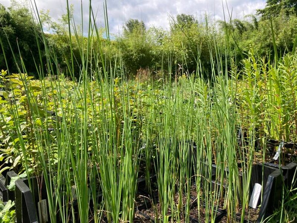 Zwerg-Rohrkolben - Typha minima
