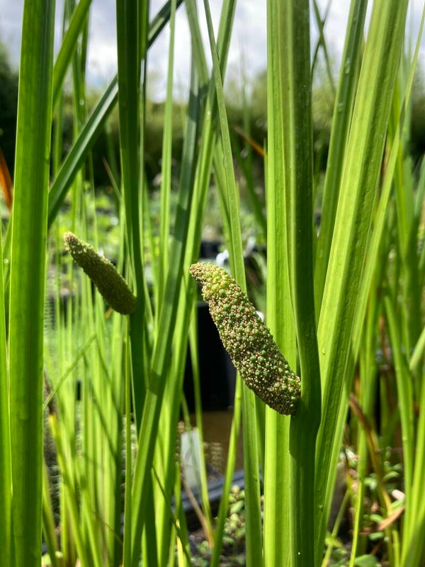 Kalmus - Acorus calamus