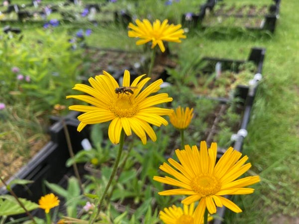 Weidenblättriges Ochsenauge - Buphthalmum salicifolium