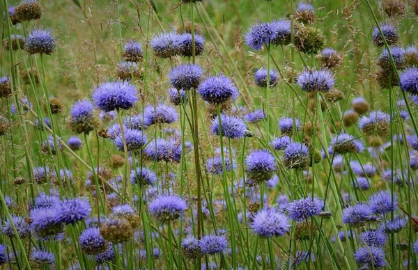 Berg-Sandglöckchen - Jasione montana