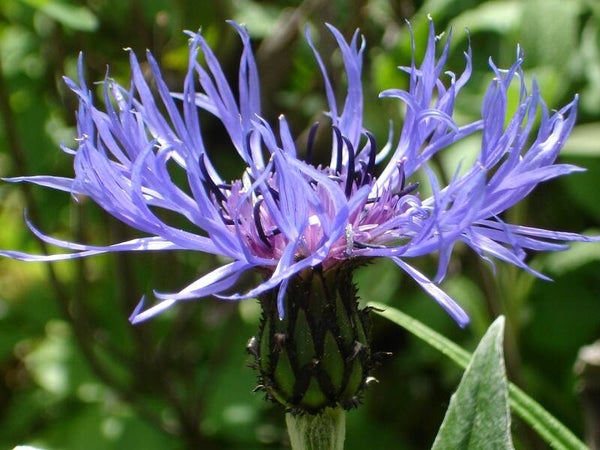 Berg-Flockenblume - Centaurea montana