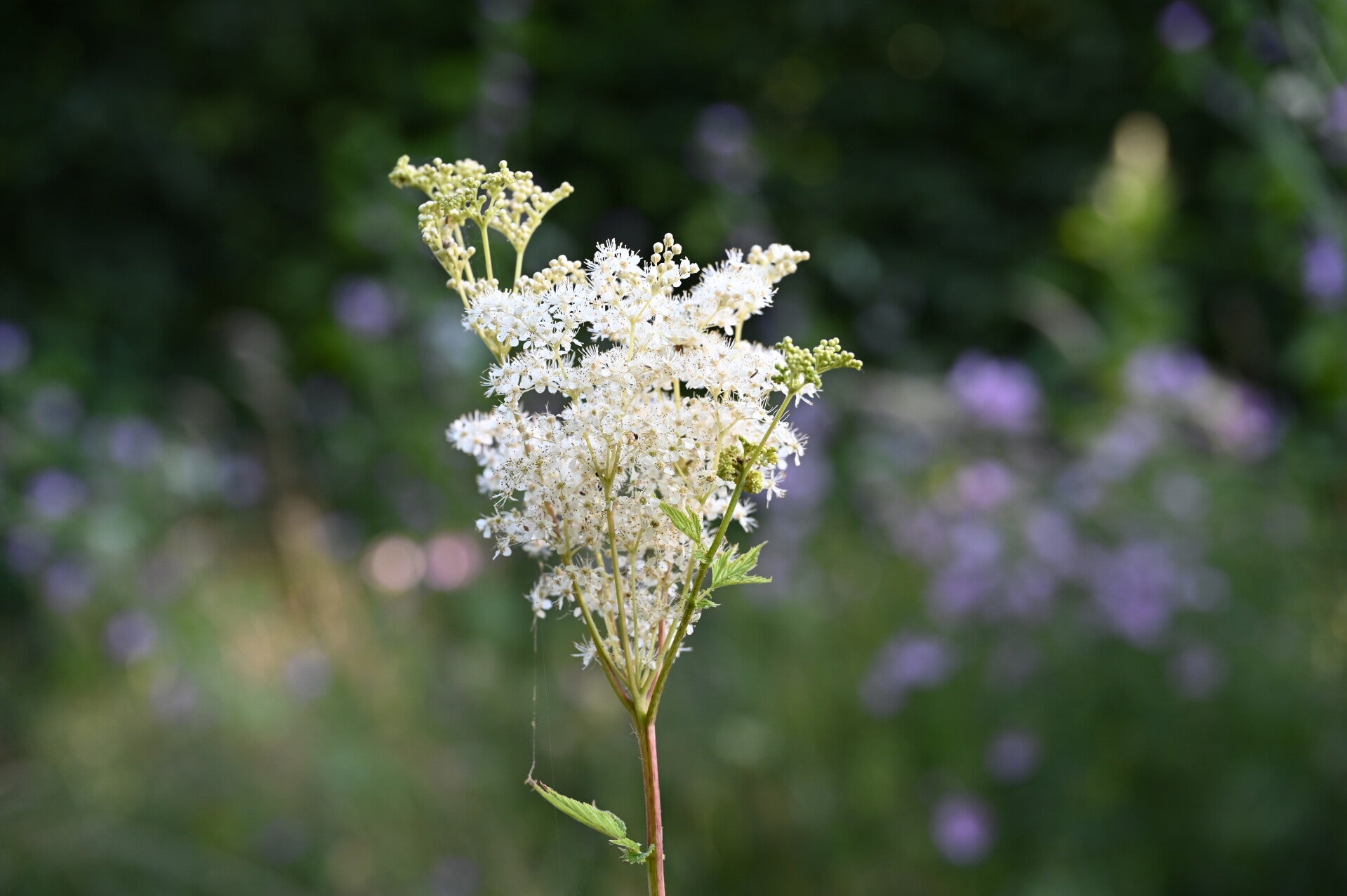 Echtes Mädesüß - Filipendula ulmaria