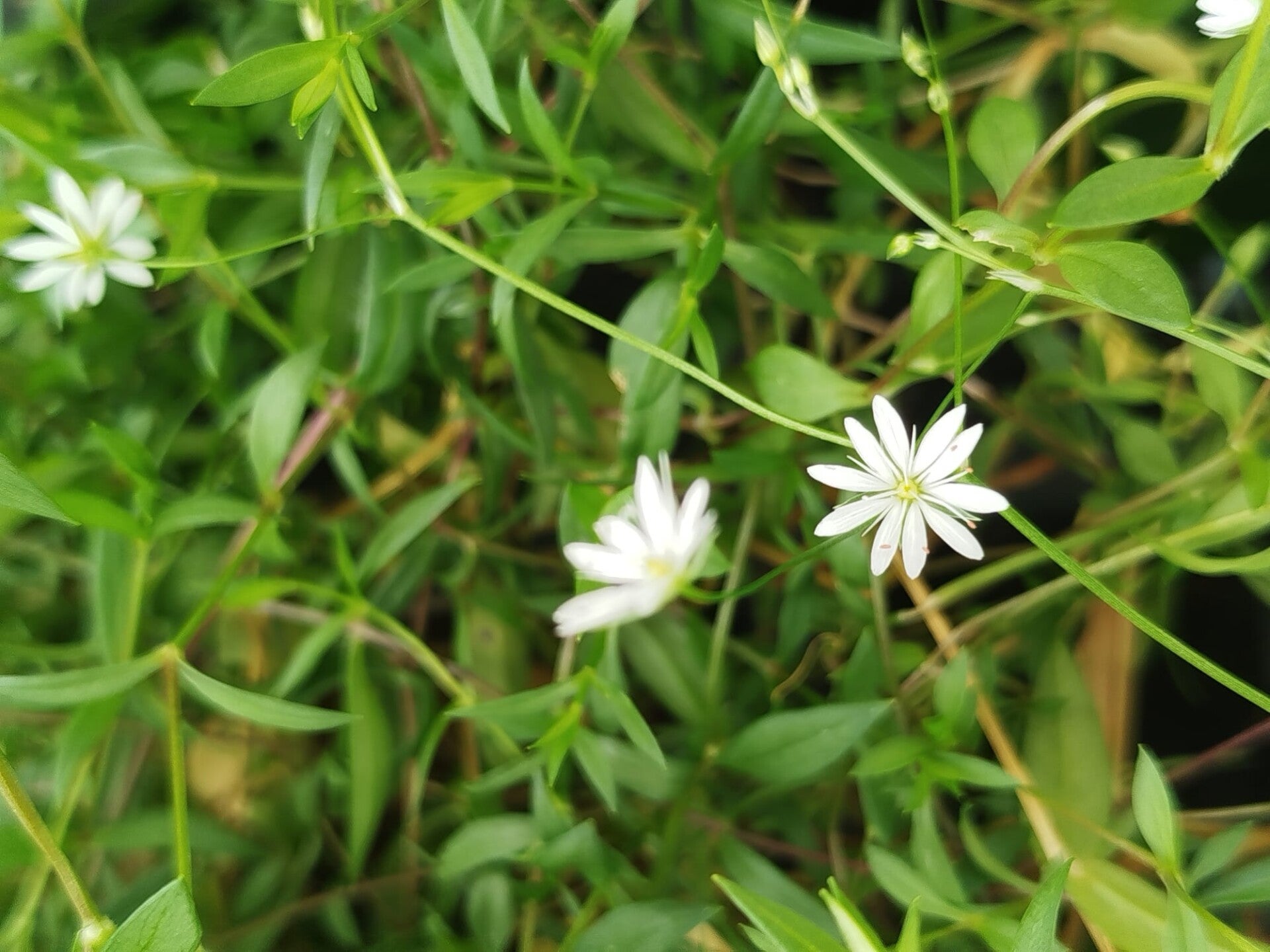 Gras-Sternmiere - Stellaria graminea