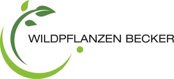 Gewöhnliche Eselsdistel - Onopordum acanthium