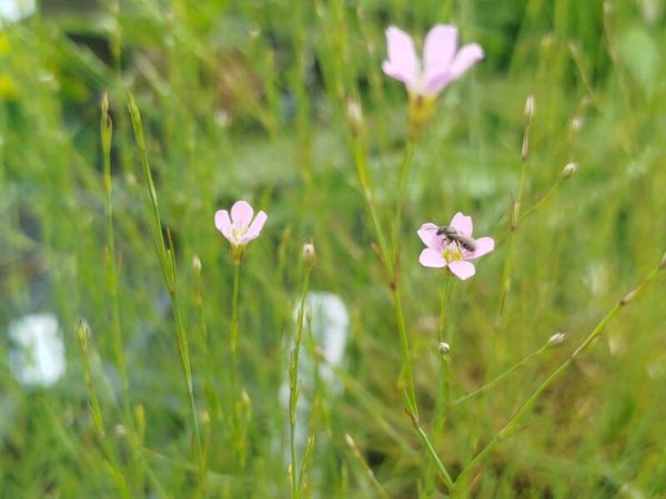 Steinbrech-Felsennelke - Petrorhagia saxifraga