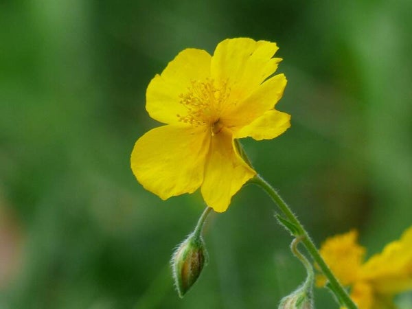 Gewöhnliches Sonnenröschen - Helianthemum nummularium