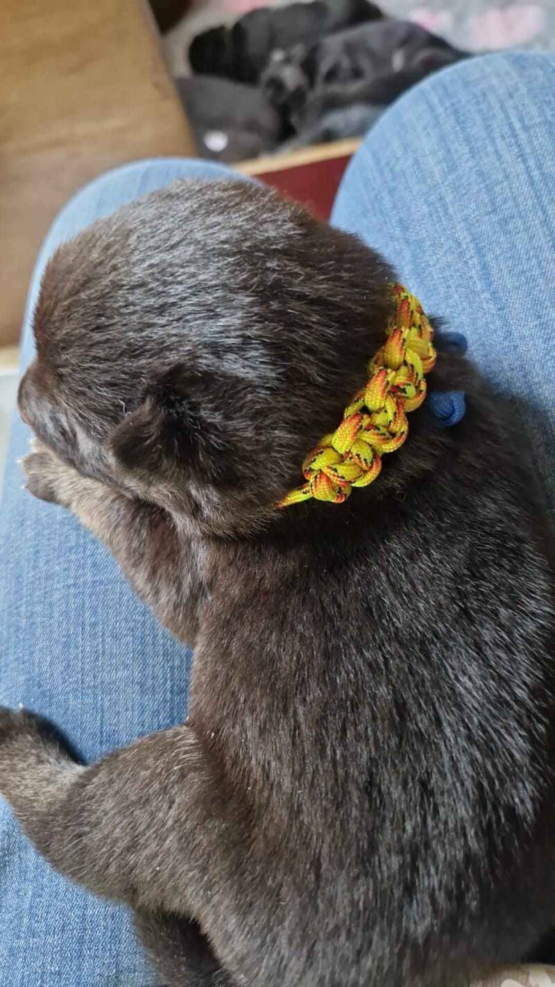 Puppy id herkenning bandjes