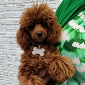 Honden penning maat S