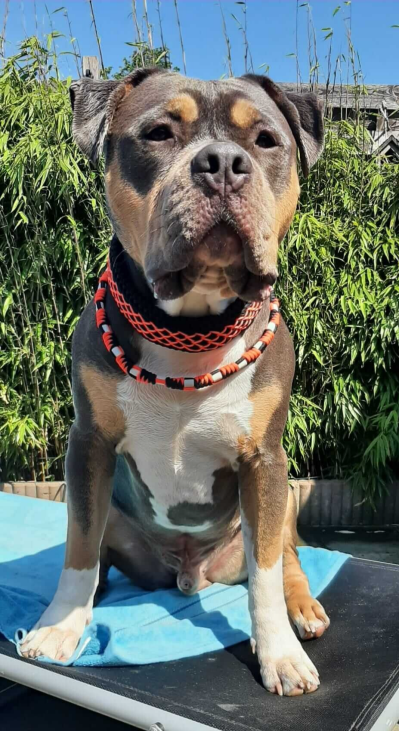 Hond, halsband, paracord