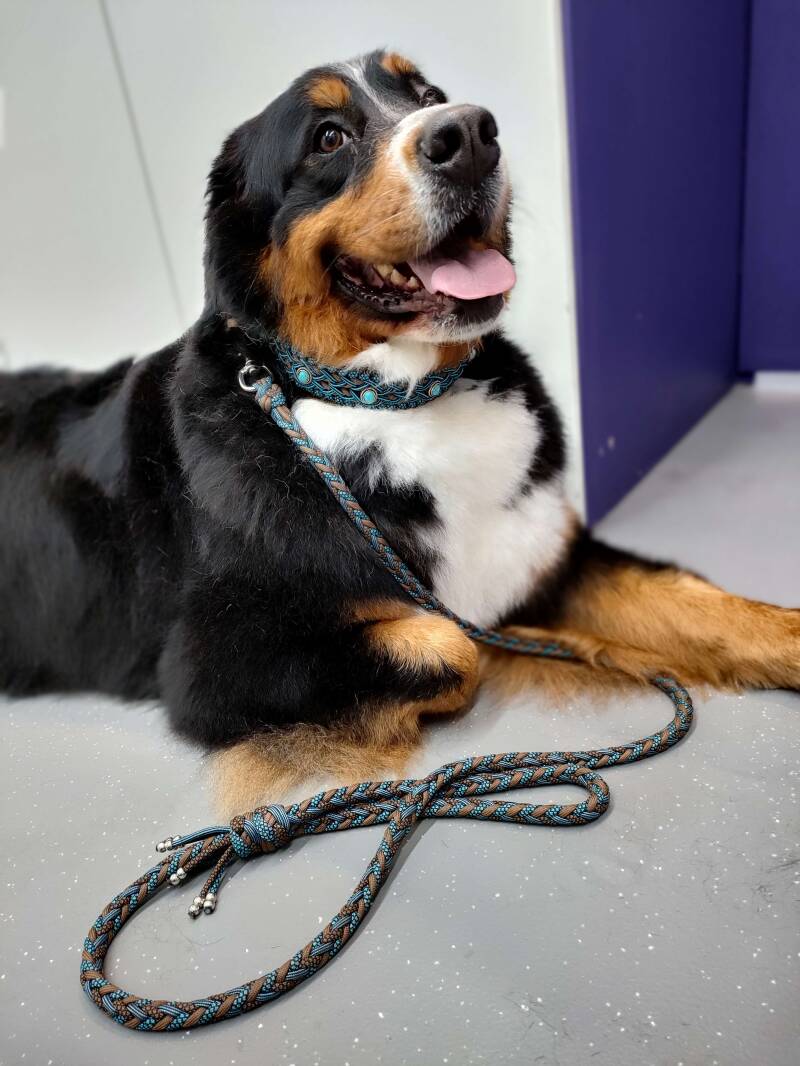 Paracord honden halsband / lijn